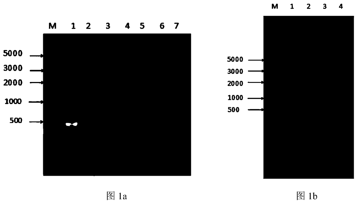 Bacillus amyloliquefaciens engineering strain for producing 1-deoxynojirimycin at high yield and fermentation method