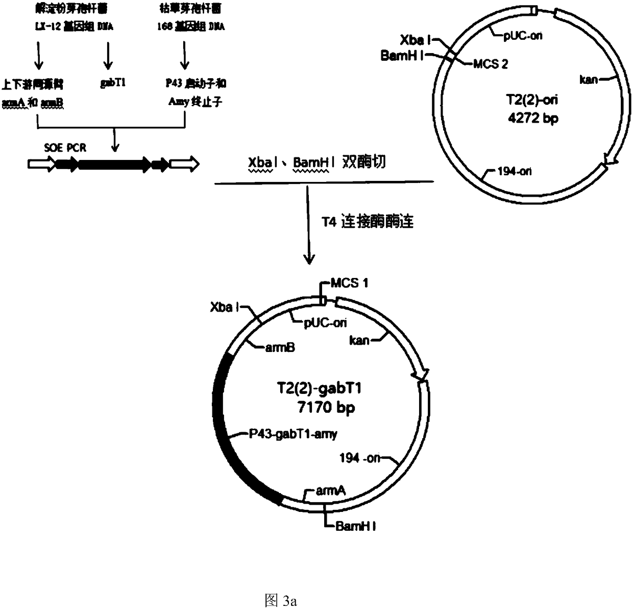 Bacillus amyloliquefaciens engineering strain for producing 1-deoxynojirimycin at high yield and fermentation method