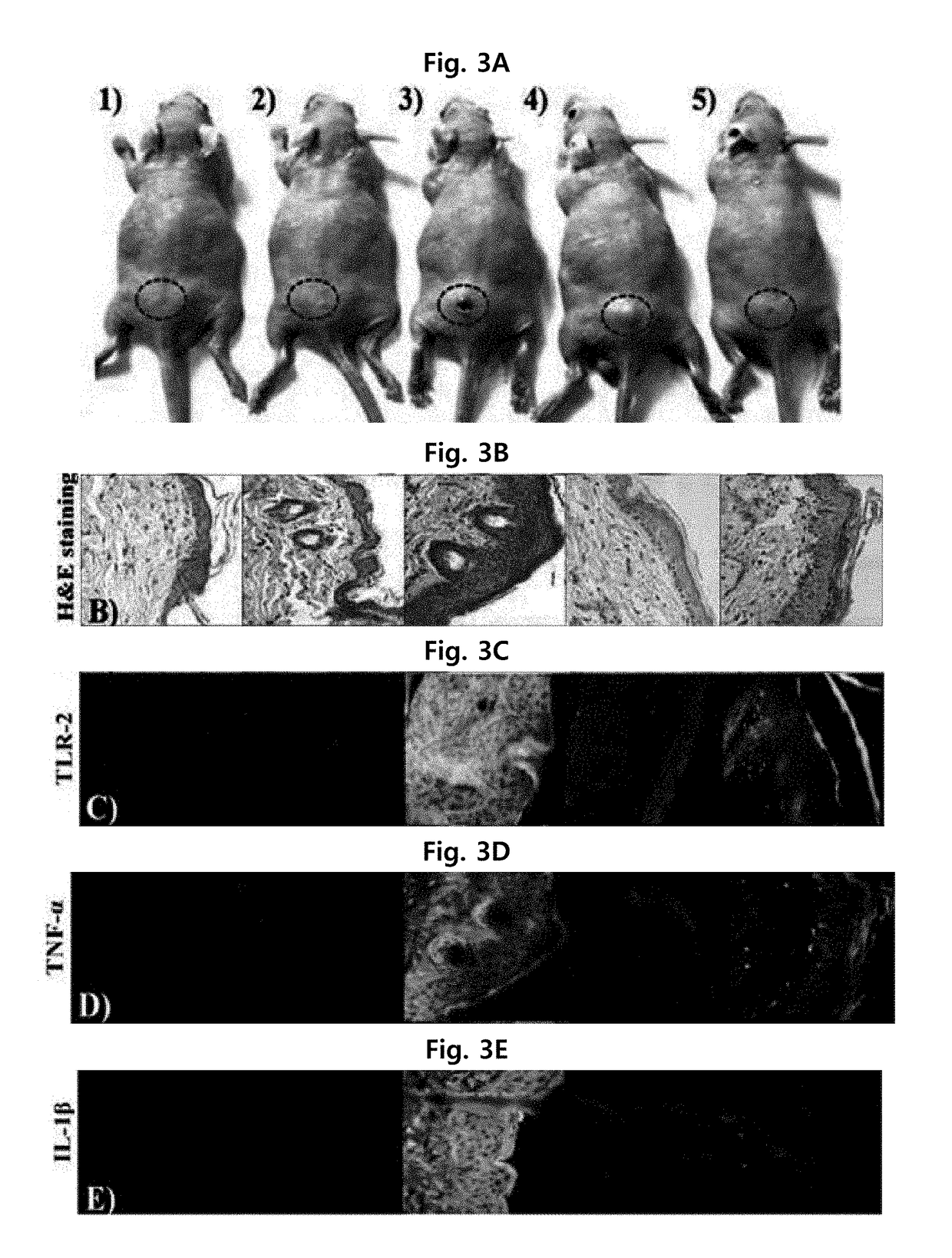 Anti-inflammatory composition comprising clavaspirin peptide analogue as effective ingredient