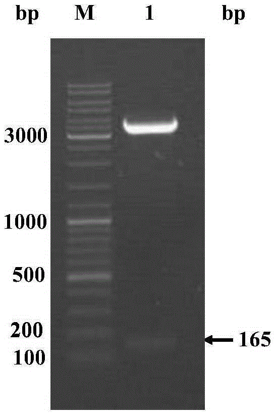 Optimized gene of zebrafish defensin defbl3 and preparation method of recombinant protein thereof