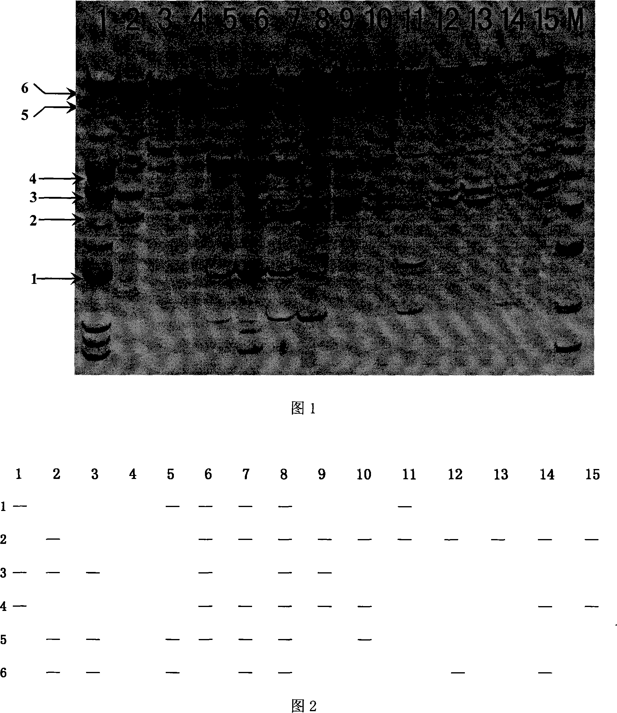 Porphyra haitanensis germ plasma identification fingerprint construction method and its uses