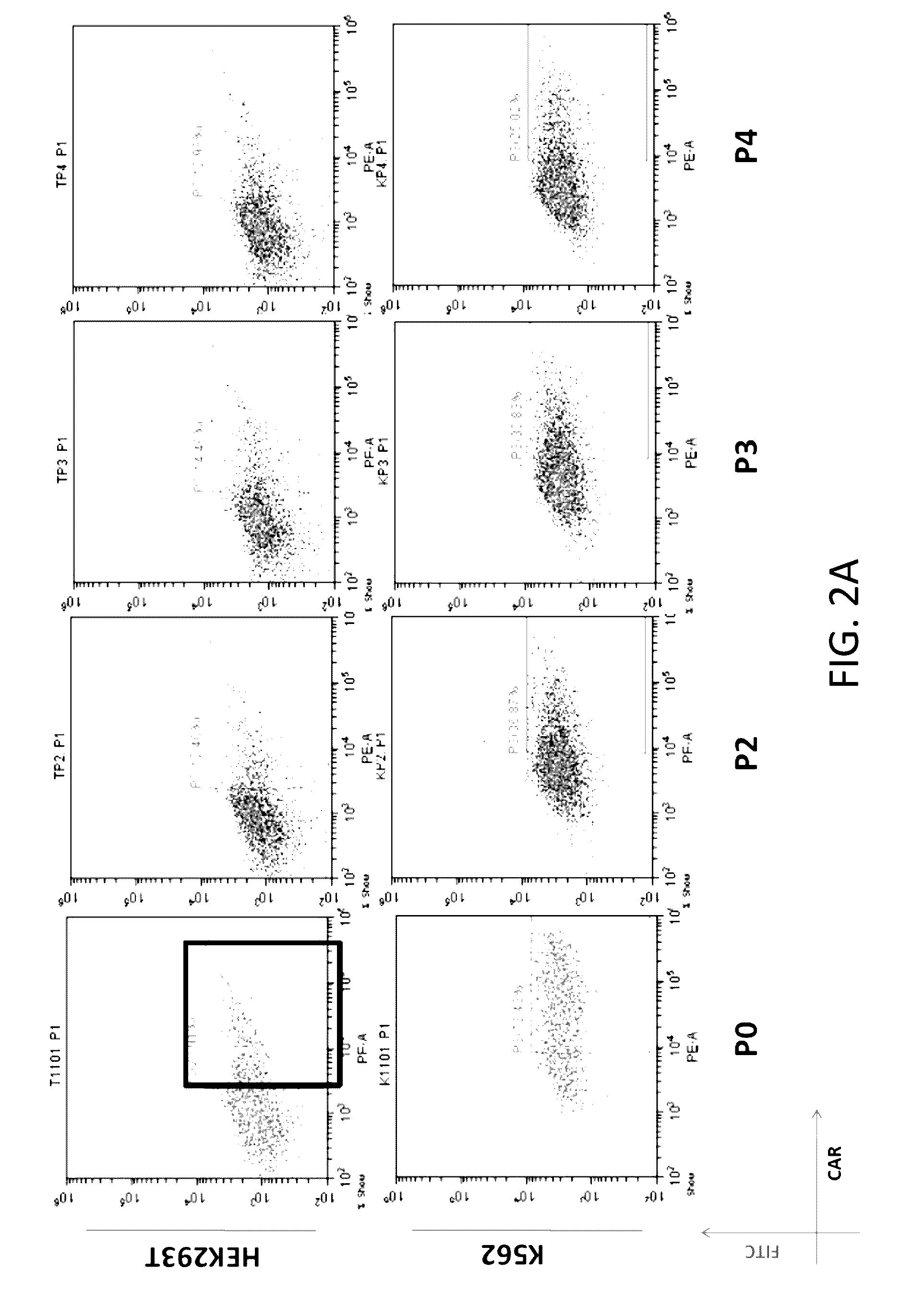 Reducing immune tolerance induced by PD-L1