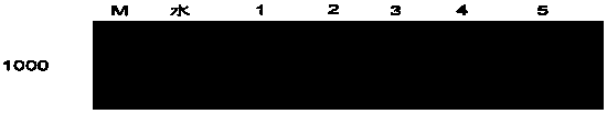 Plant expression vector utilizing beer yeast MF-alpha to mediate recombinant protein secretion