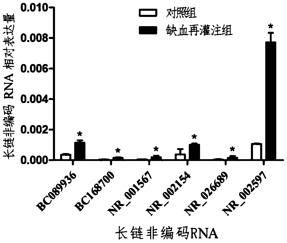 A screening method and application of lncRNA related to myocardial ischemia-reperfusion