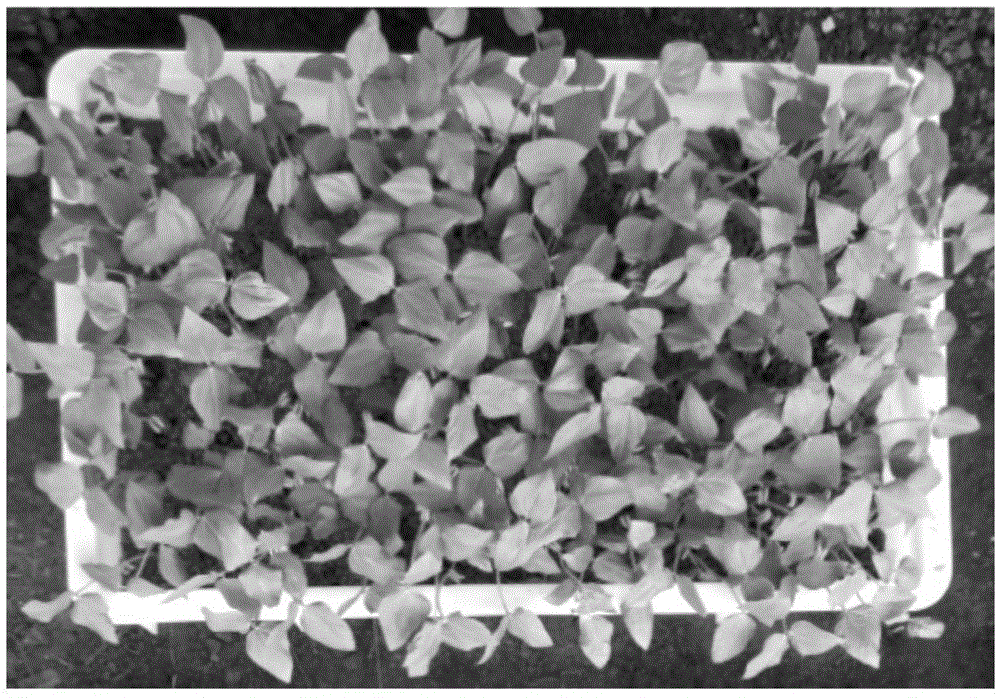 Seedling-stage root rot resistance identification method for vigna unguiculata