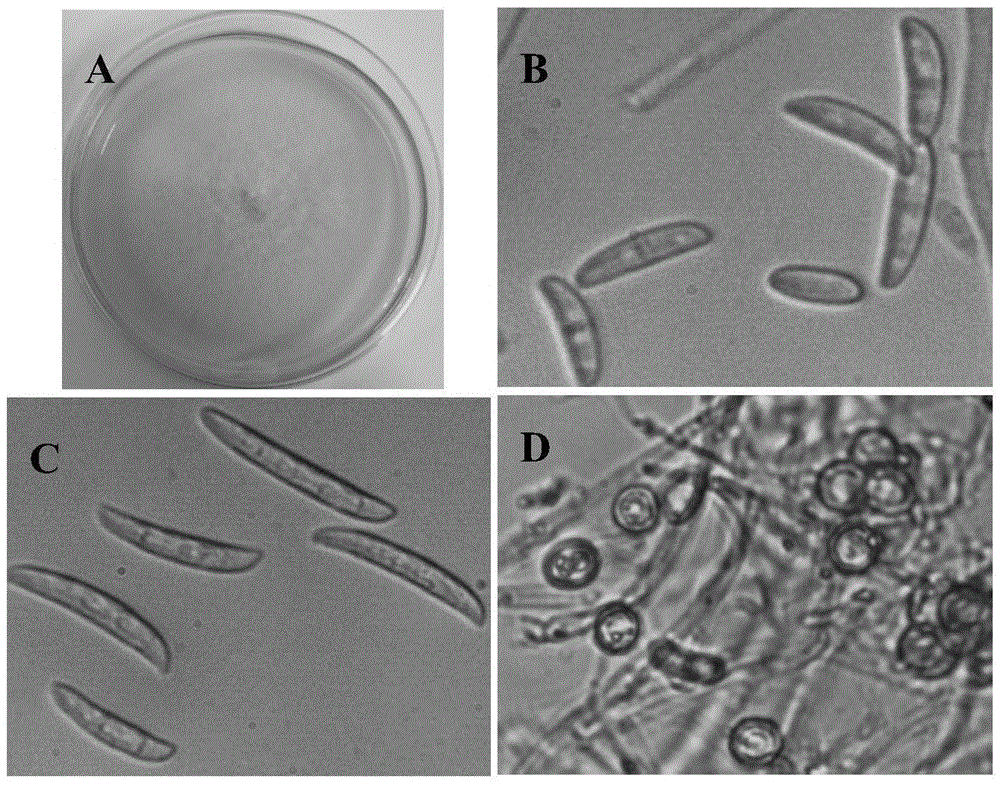 Seedling-stage root rot resistance identification method for vigna unguiculata