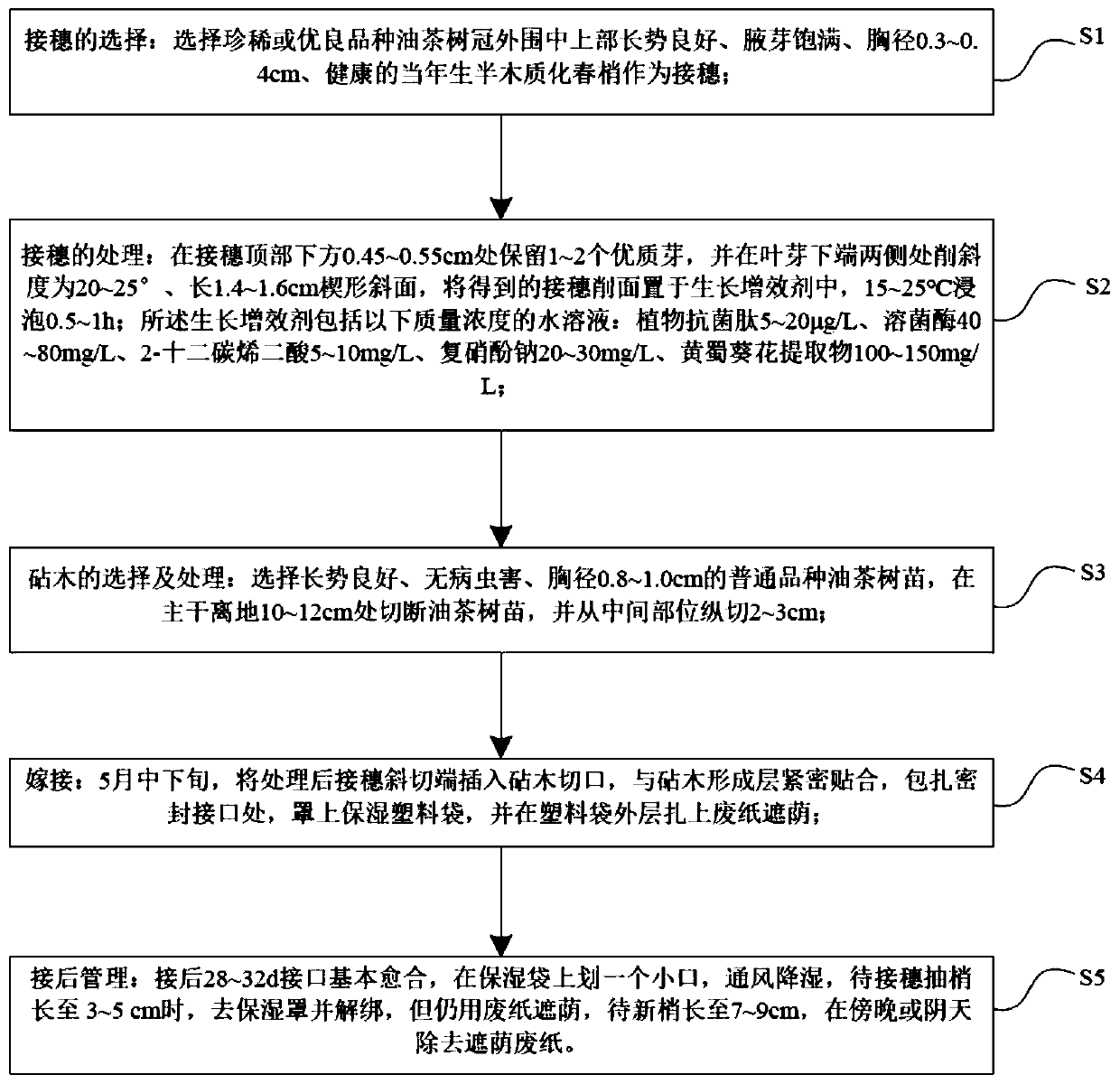 Camellia oleifera grafting propagation method