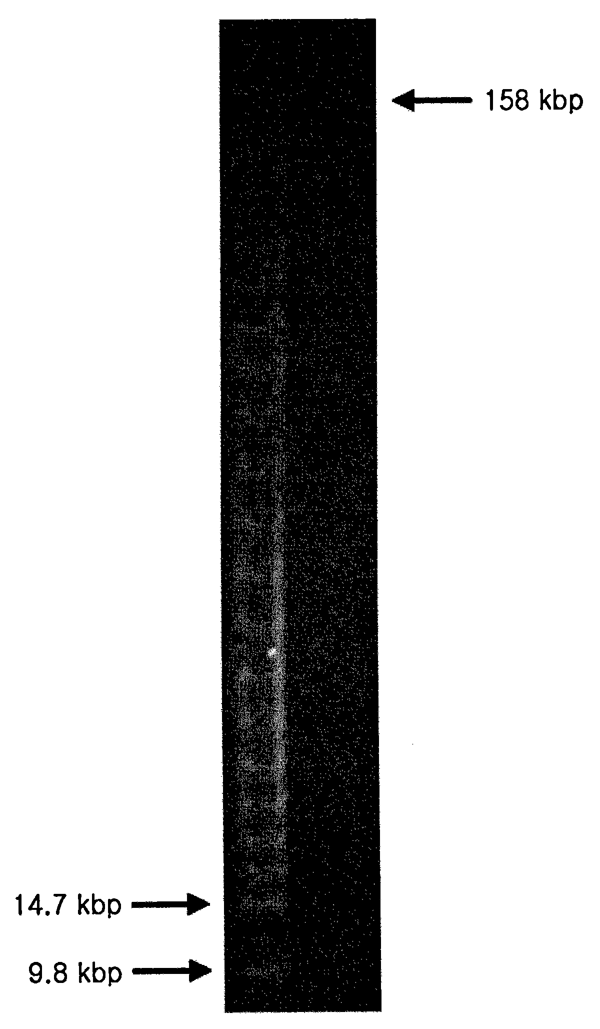 Novel bacteriophage and antibacterial composition comprising same