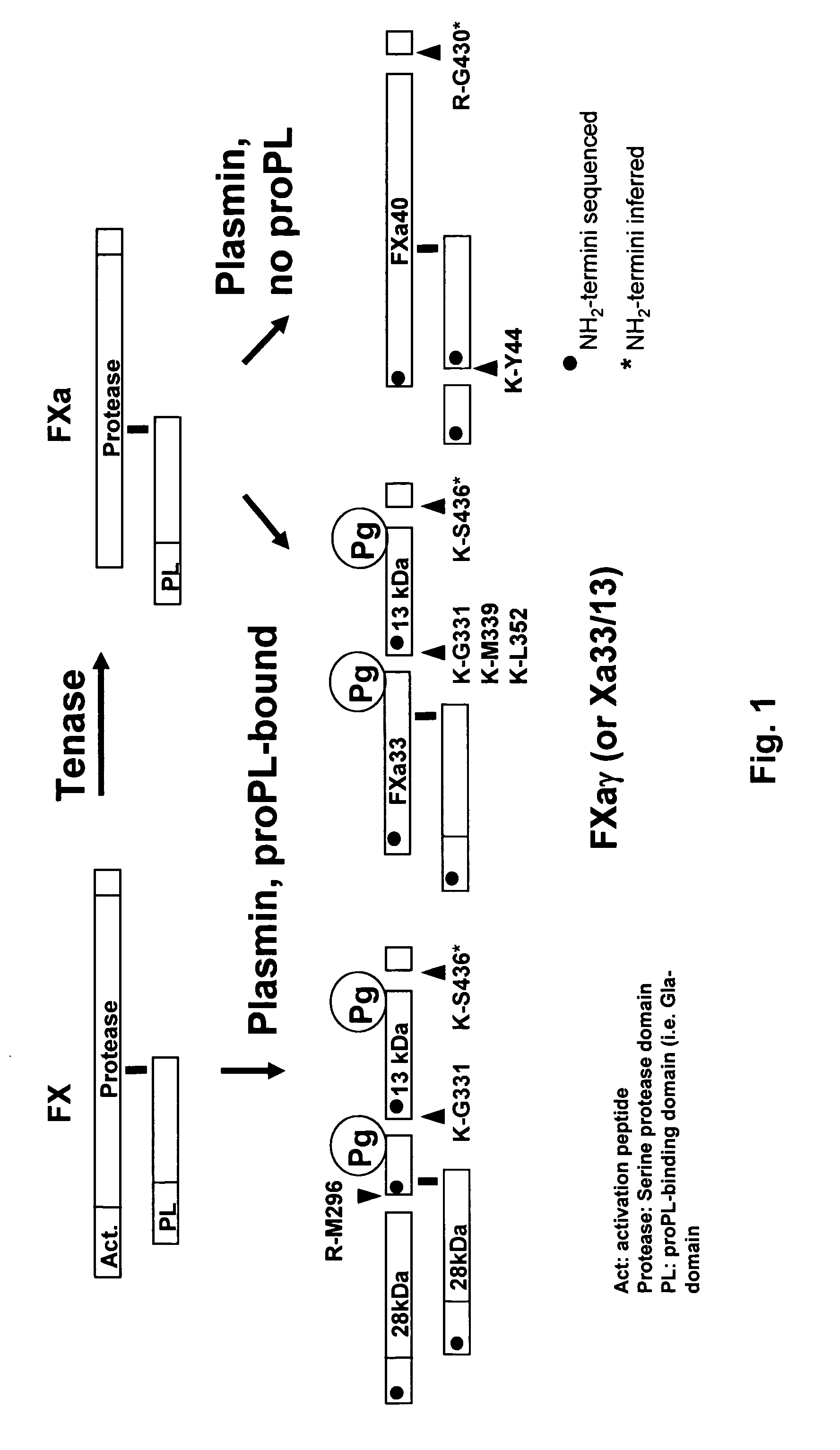 Coagulation proteins, coagulation-anticoagulation protein complexes, derivatives thereof and their uses