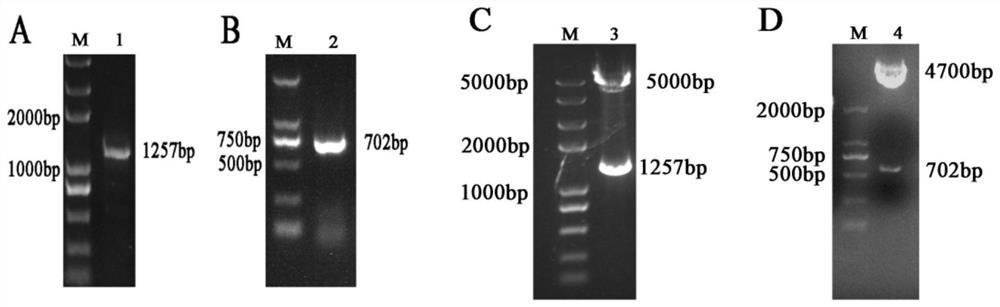 A kind of porcine somatic cell knocked out of pmkrn1 gene and its preparation method and application