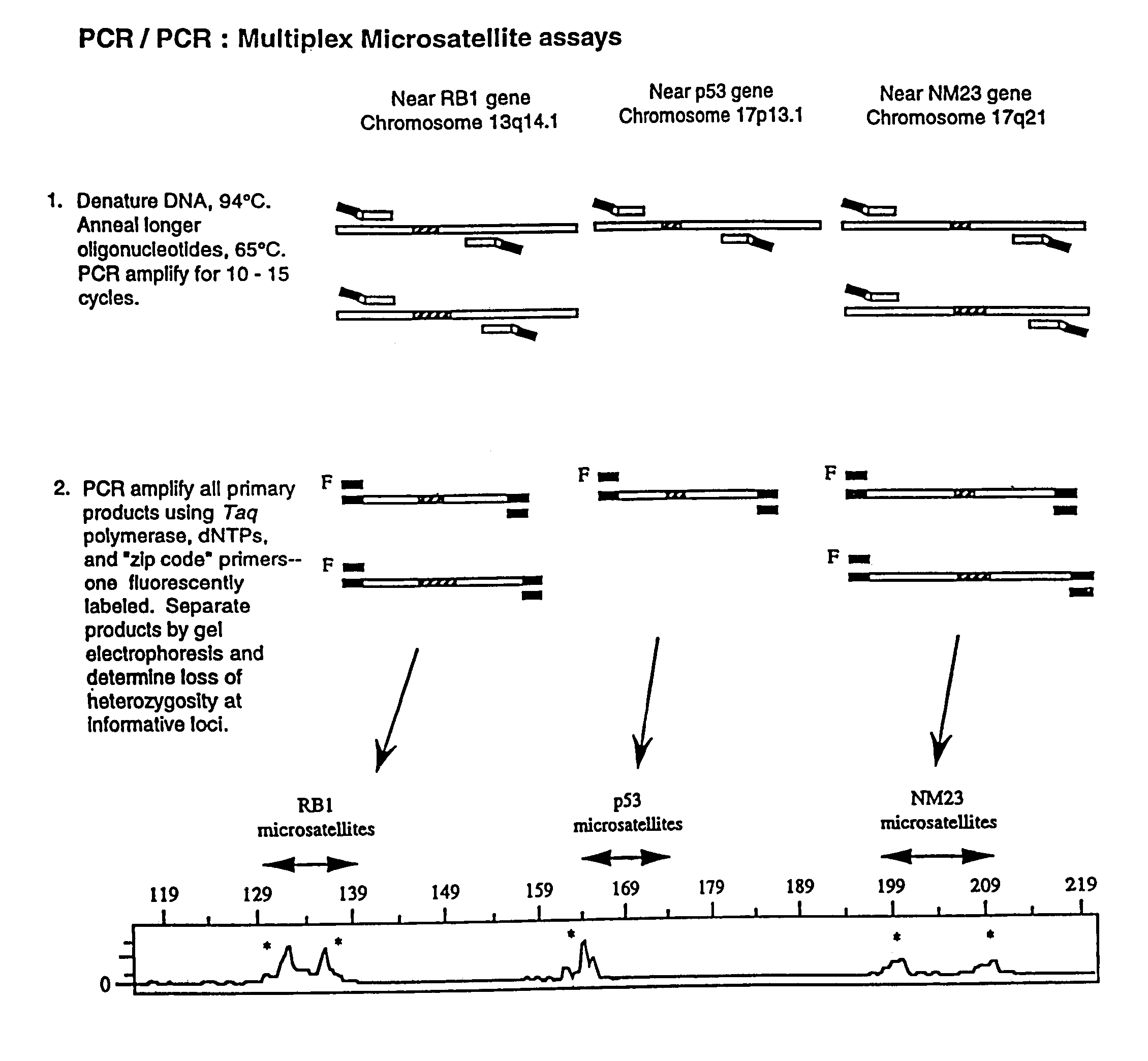 Detection of nucleic acid sequence differences using coupled ligase detection and polymerase chain reactions