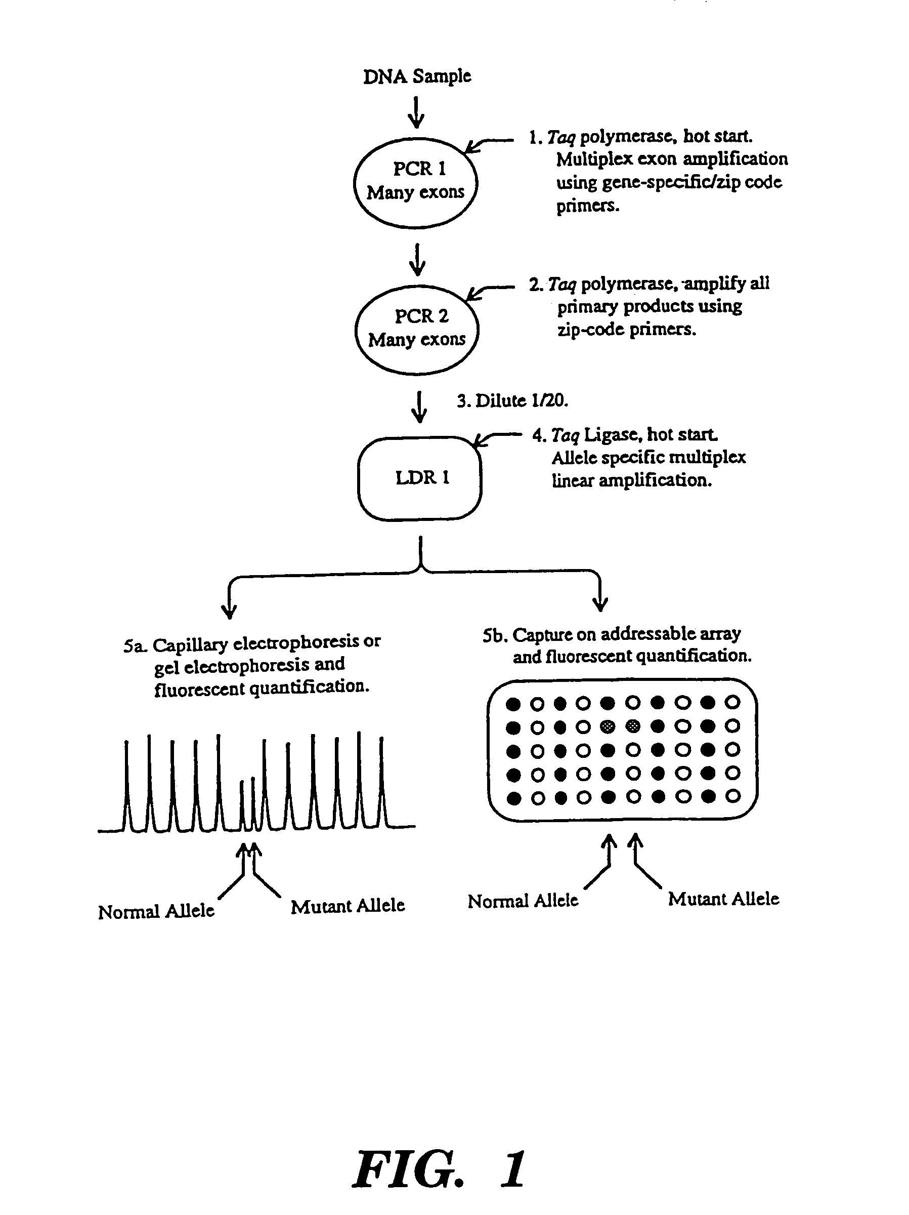 Detection of nucleic acid sequence differences using coupled ligase detection and polymerase chain reactions