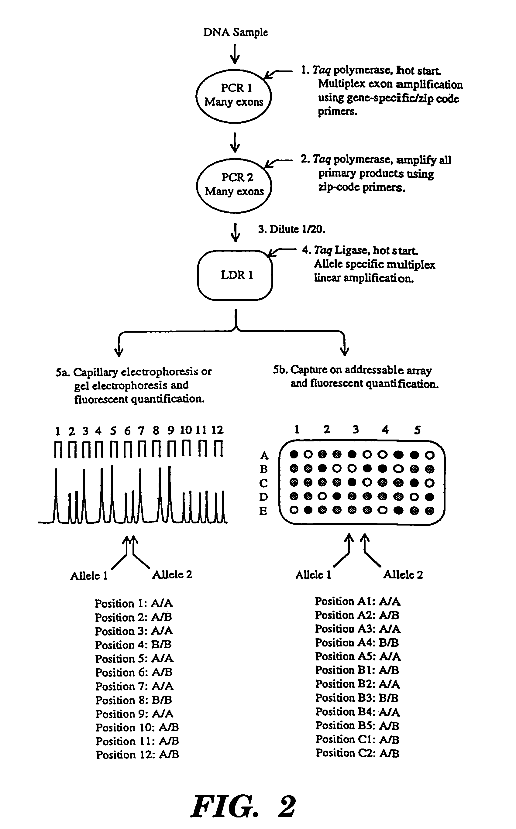 Detection of nucleic acid sequence differences using coupled ligase detection and polymerase chain reactions