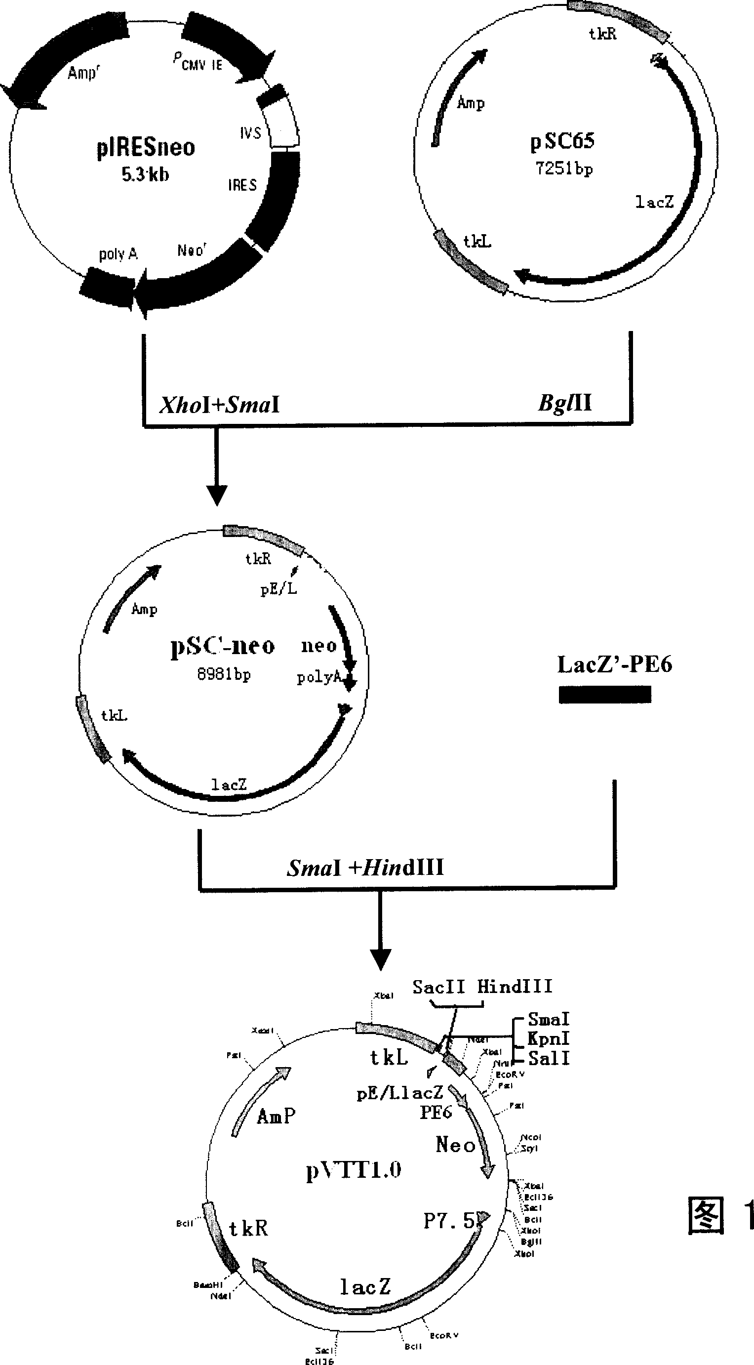 AIDS vaccine based on replicative vaccinia virus vector