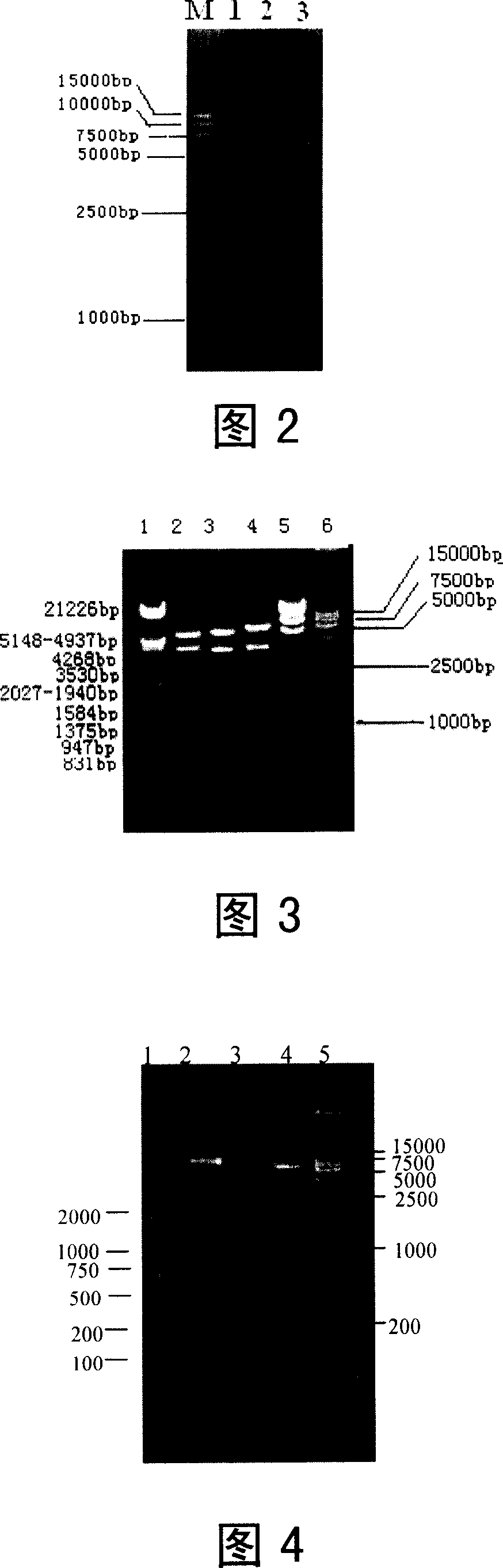 AIDS vaccine based on replicative vaccinia virus vector