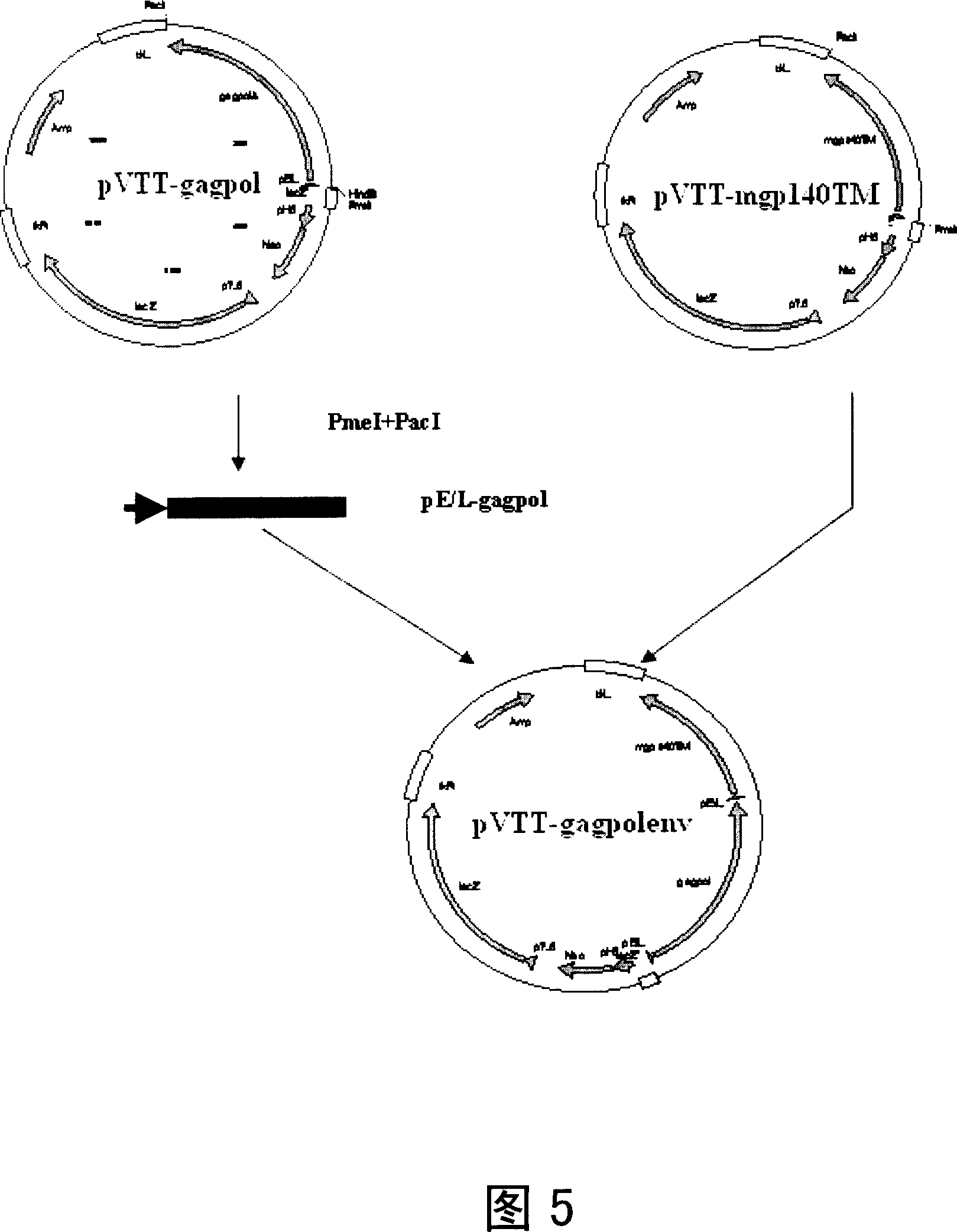 AIDS vaccine based on replicative vaccinia virus vector