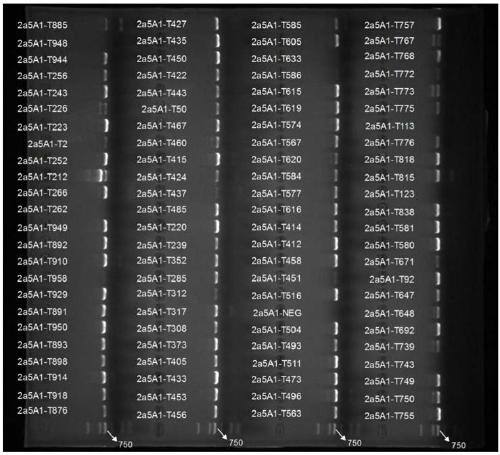 Amplification primer, application and detection method for detecting hcv 2a subtype NS5A drug resistance mutation gene