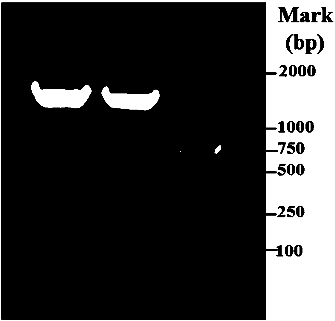 Organic solvent resistant efficient galactosidase and application thereof