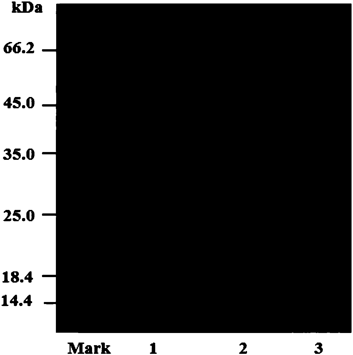 Organic solvent resistant efficient galactosidase and application thereof