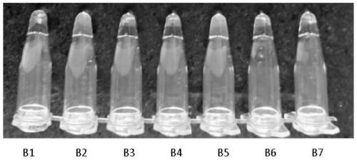 A primer composition and kit for detecting calr gene type 1 mutation