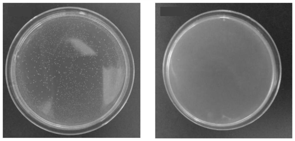 Multi-effect toothpaste containing bioactive glass and triterpene in bamboo shavings and preparation method of multi-effect toothpaste