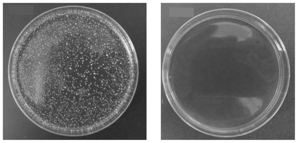 Multi-effect toothpaste containing bioactive glass and triterpene in bamboo shavings and preparation method of multi-effect toothpaste