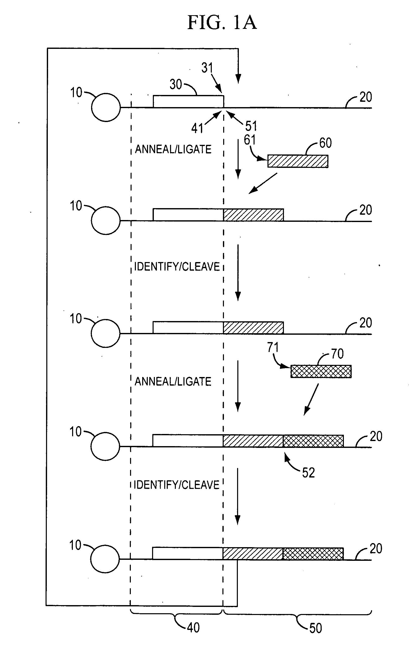 Reagents, methods, and libraries for bead-based sequencing