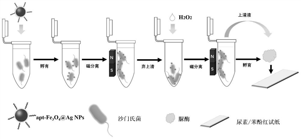 A kind of kit for detecting Salmonella typhimurium and preparation method thereof