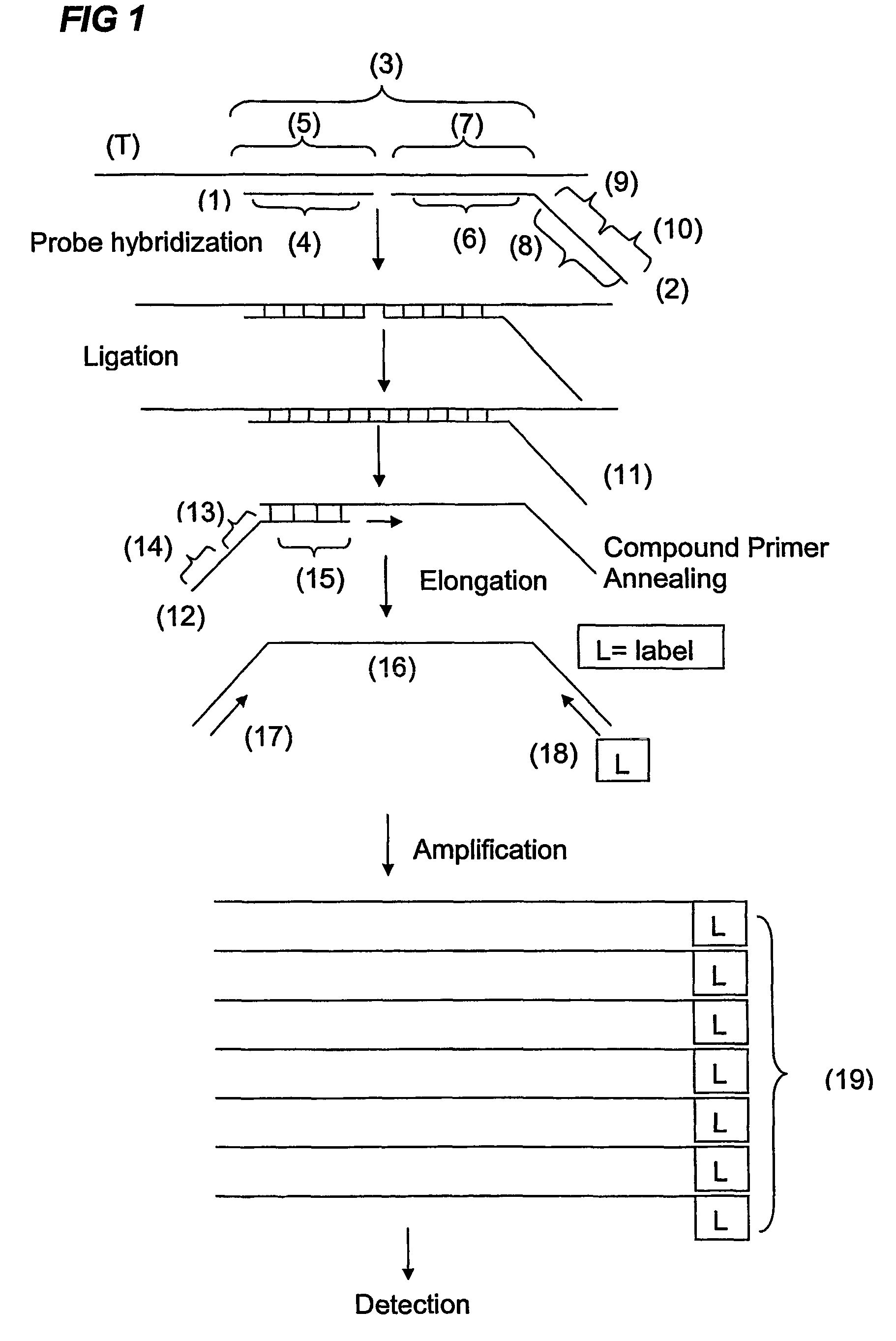 Ola-based methods for the detection of target nucleic avid sequences