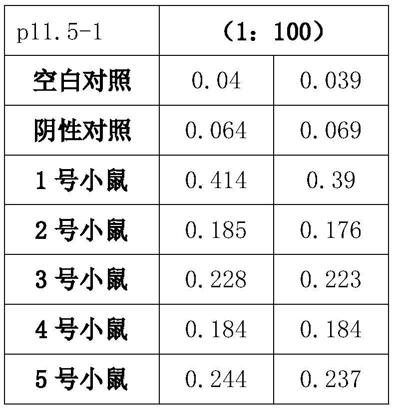 Preparation method and application of African swine fever virus P11.5 protein specific polyclonal antibody