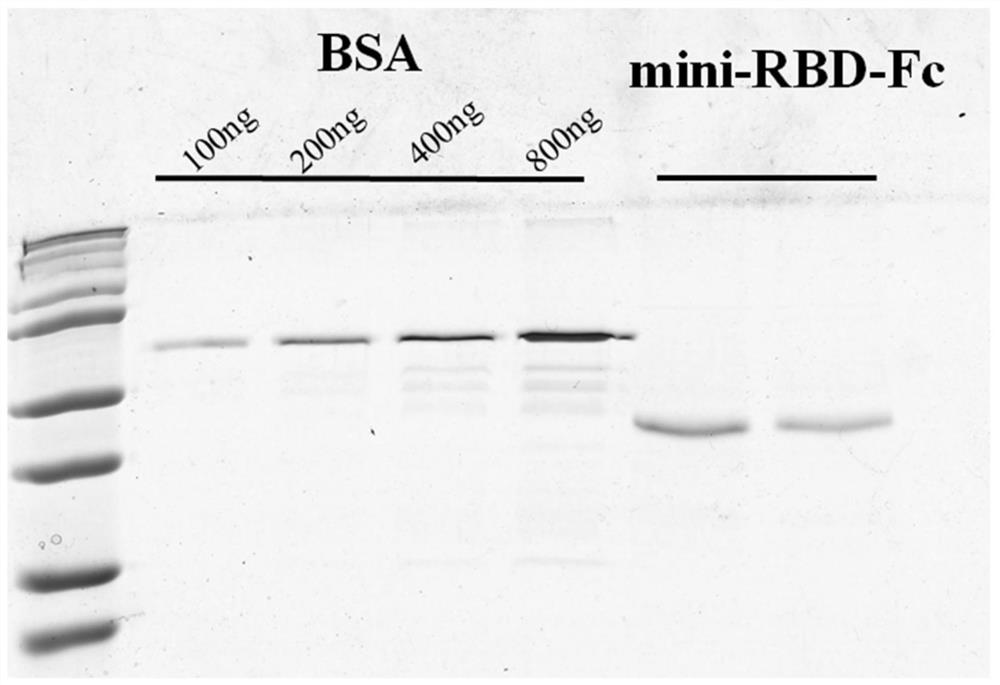 Novel coronavirus vaccine and preparation method and application thereof