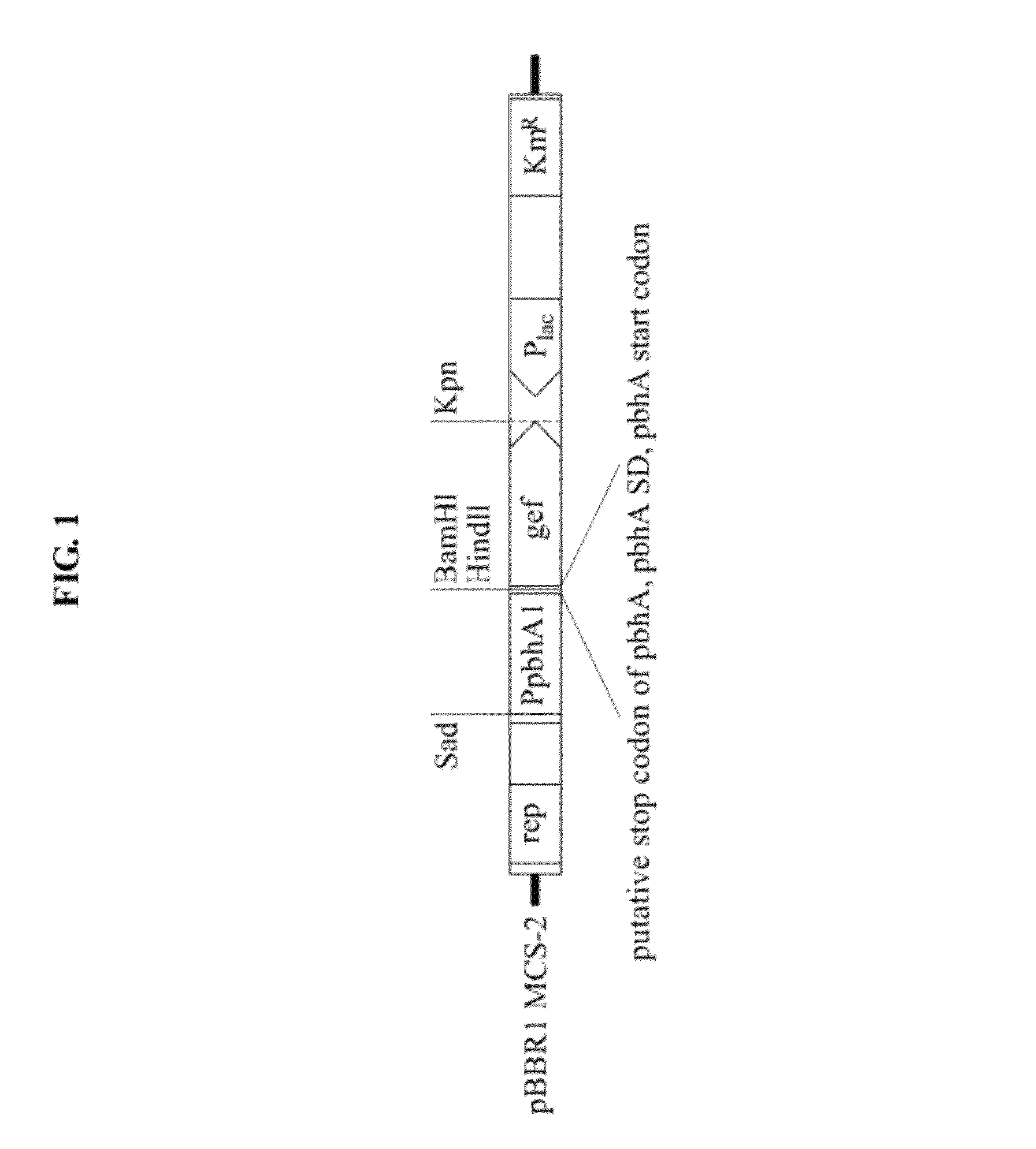 Self-dying recombinant microorganism for measuring soil and water contamination