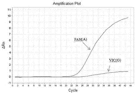 Method for carrying out typing detection of A66G polymorphic site of MTRR gene