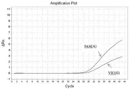 Method for carrying out typing detection of A66G polymorphic site of MTRR gene