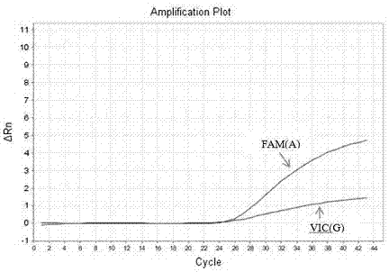 Method for carrying out typing detection of A66G polymorphic site of MTRR gene