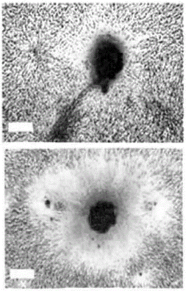 Method for cryopreserving umbilical cord blood stem cells with low cryo-damage