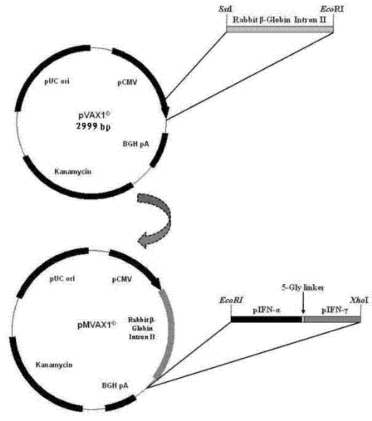 Efficiently expressed series porcine alpha and gamma interferon genes and application of expressed protein thereof