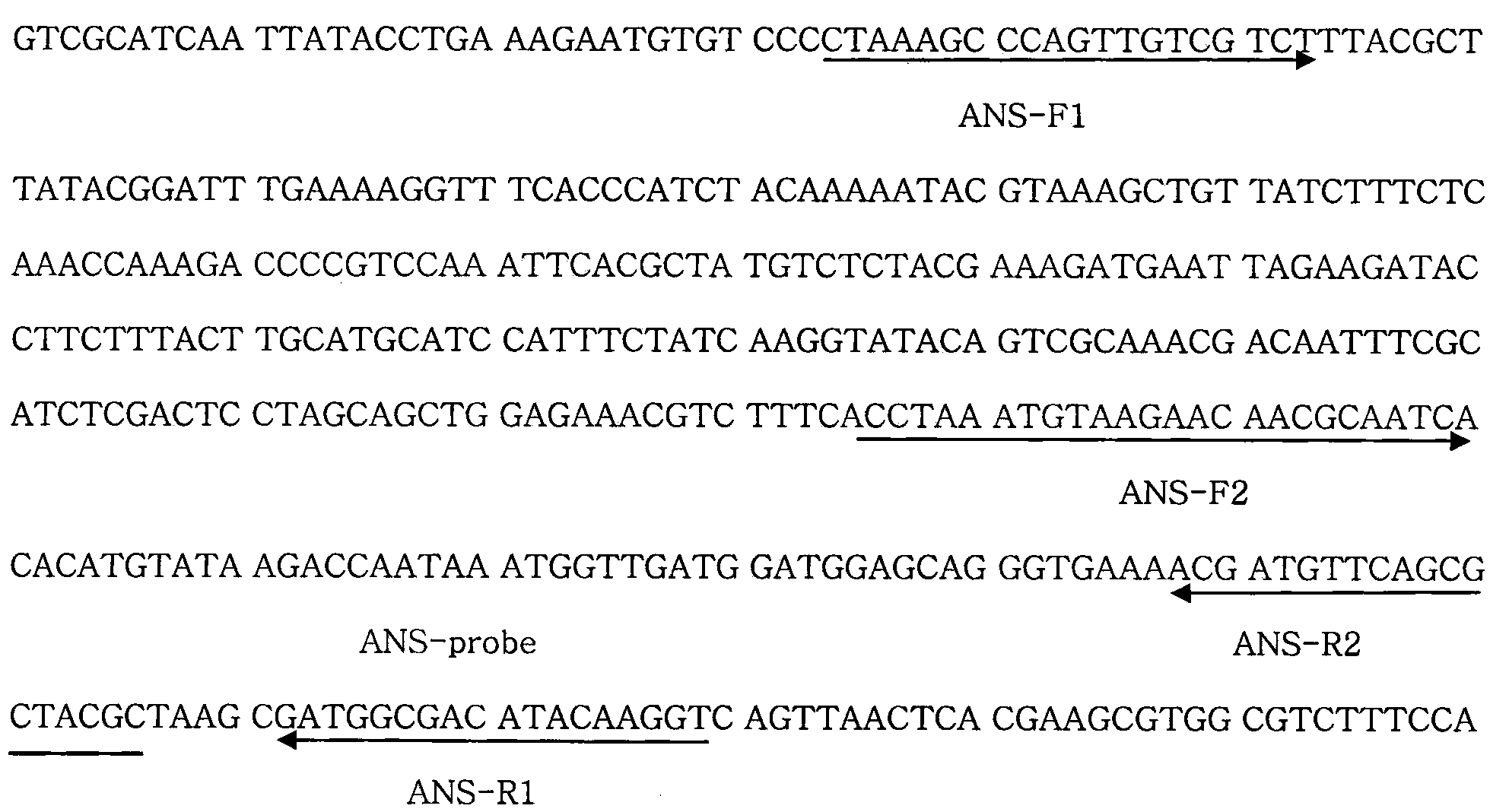 Internal standard gene suitable for detecting transgene carnation exogenous gene, preparation method and application thereof