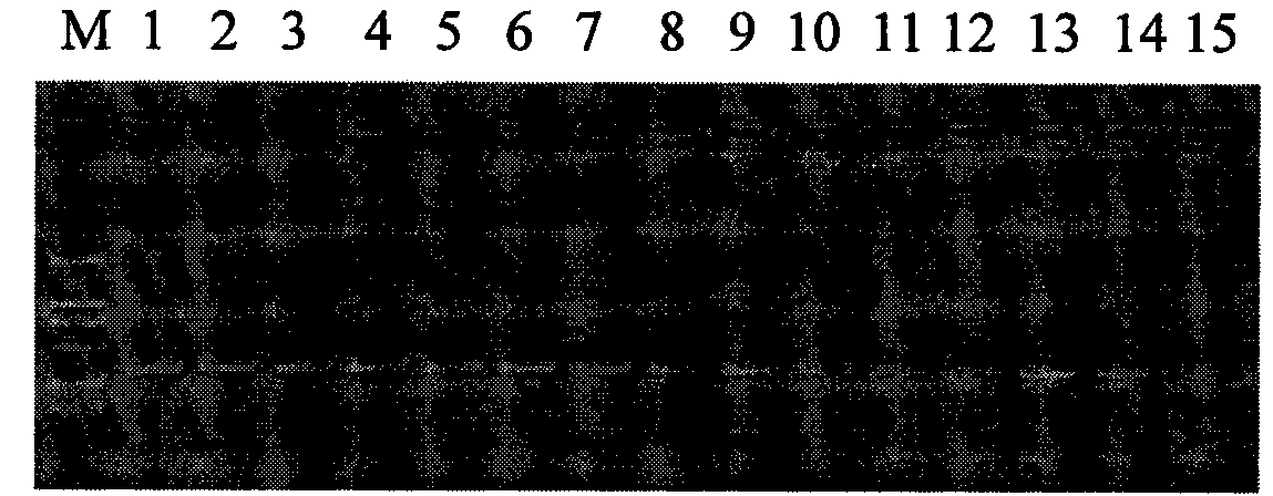 Internal standard gene suitable for detecting transgene carnation exogenous gene, preparation method and application thereof