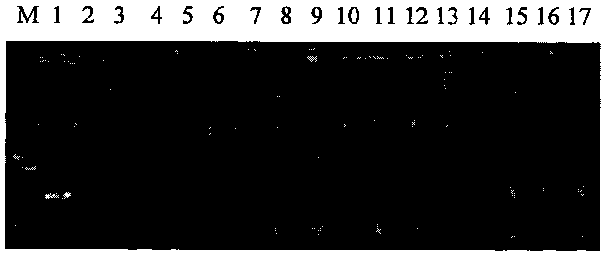 Internal standard gene suitable for detecting transgene carnation exogenous gene, preparation method and application thereof