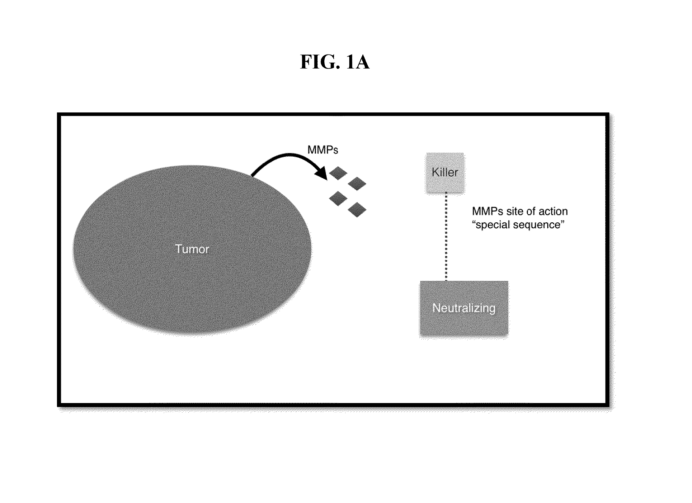 Metalloproteinase-cleavable alpha-amanitin-dendrimer conjugates and method of treating cancer