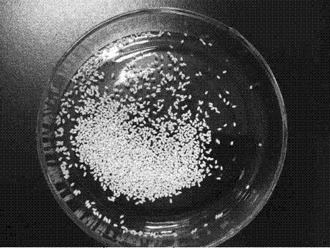 Primary culture method of embryonic cells of Tenebrio molitor