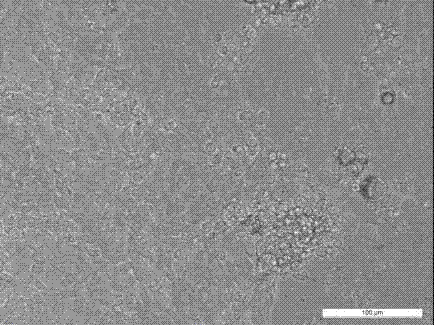 Primary culture method of embryonic cells of Tenebrio molitor