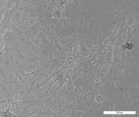 Primary culture method of embryonic cells of Tenebrio molitor