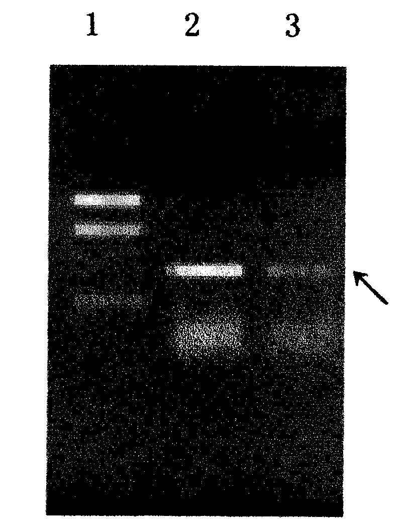 Glial cell line-Derived Neurotrophic Factor (GDNF) fusing penetrating peptides