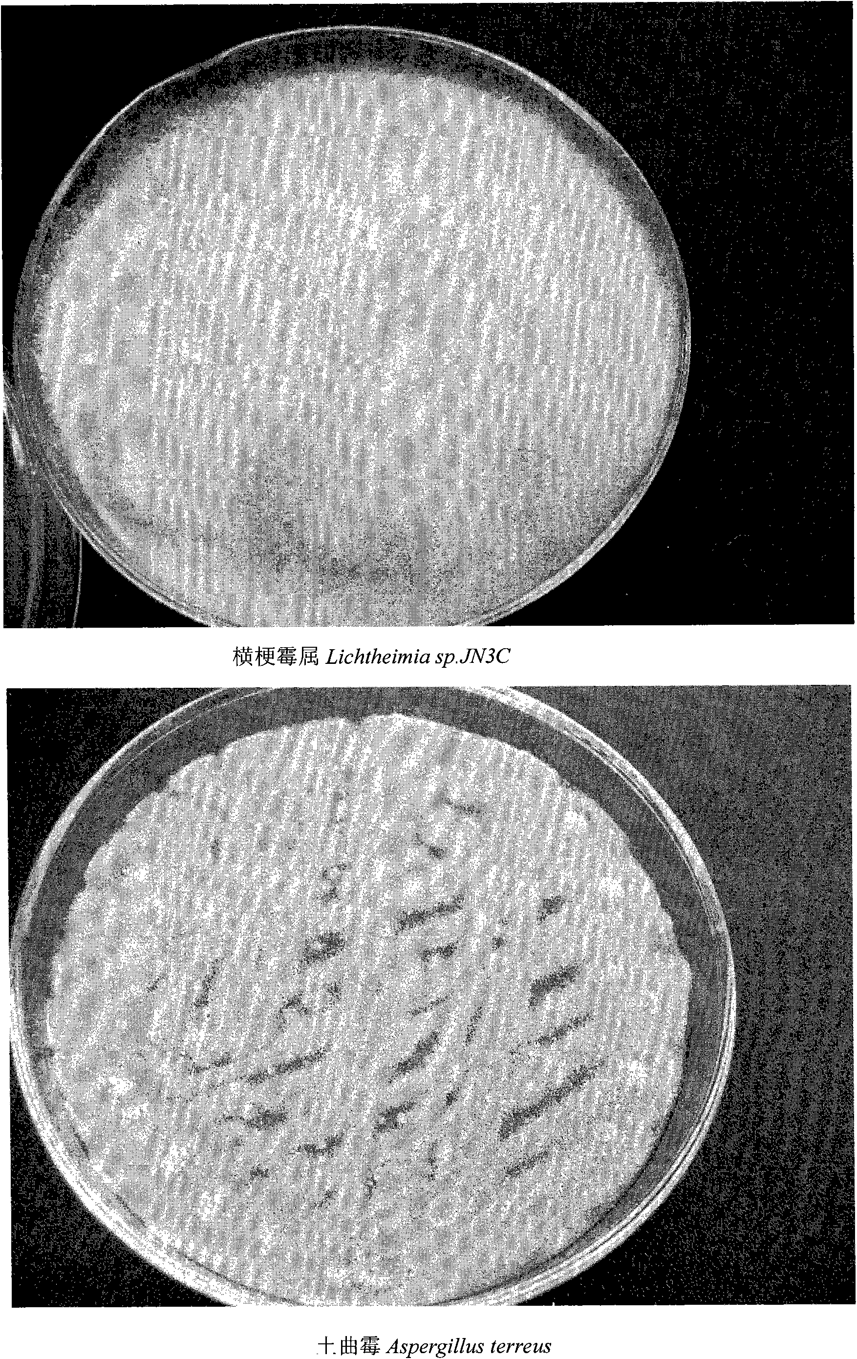 Compound mycelium capable of degrading sulpho-glucoside and applications thereof