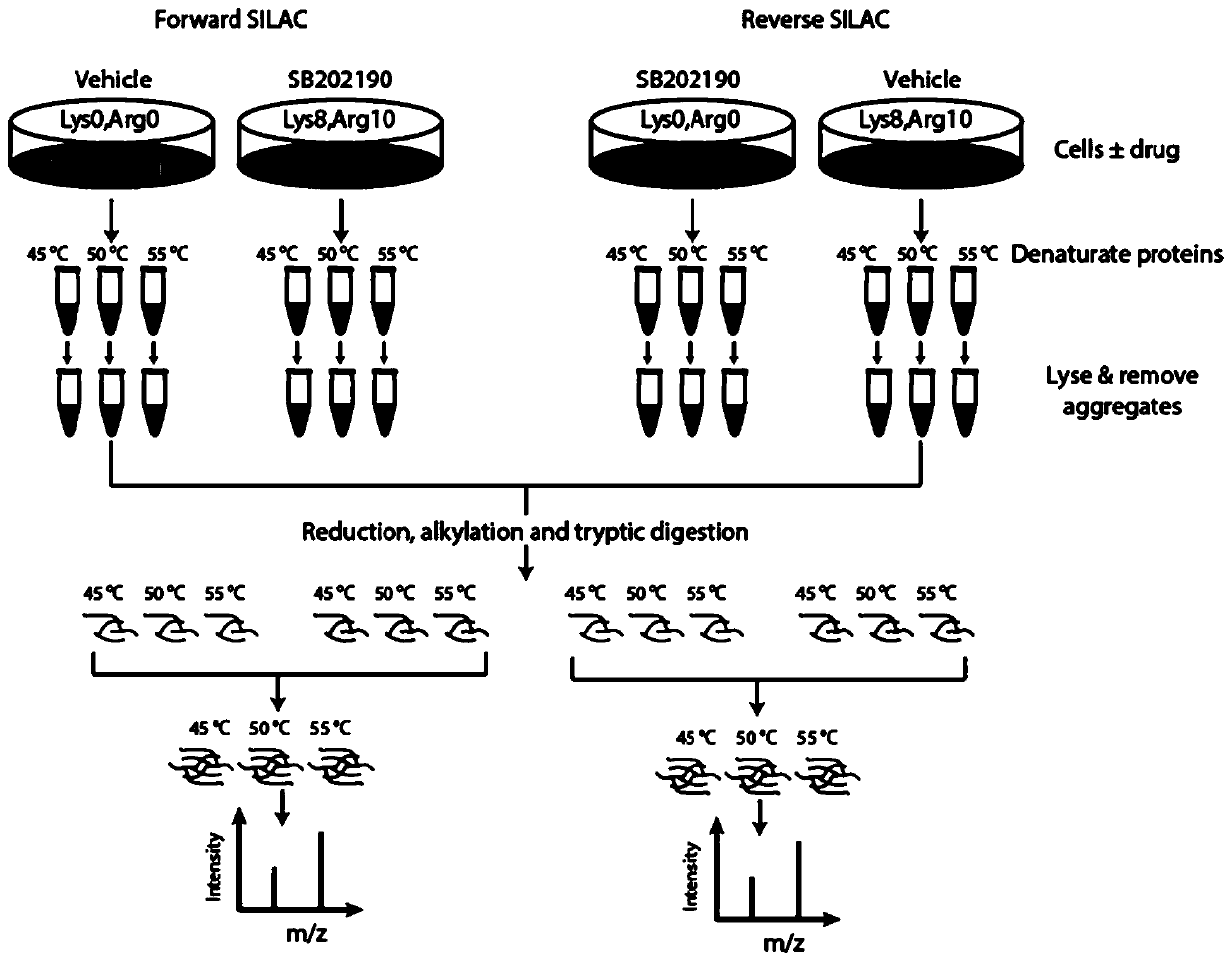 Method and application for screening drug targets through combination of protein thermal stability testing and bidirectional stable isotope labeling proteomics