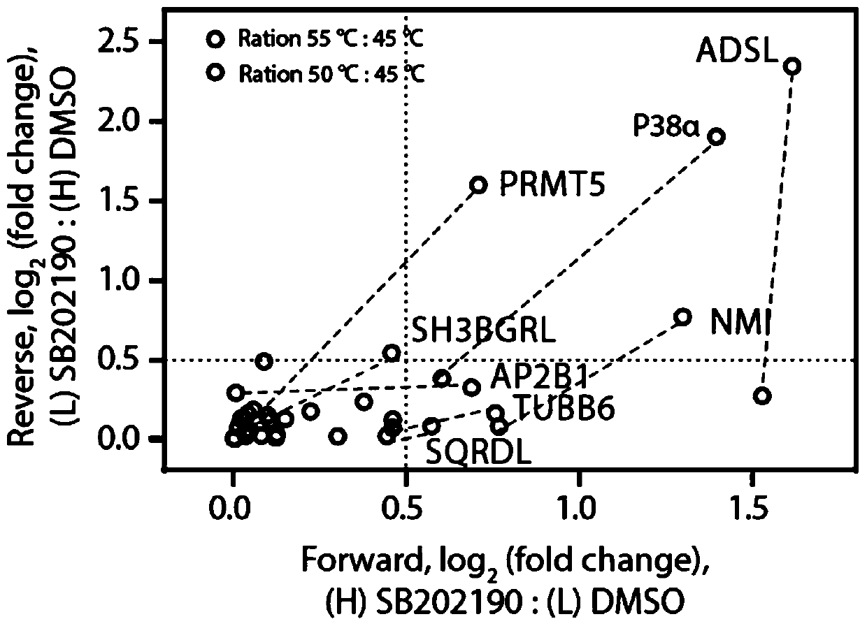 Method and application for screening drug targets through combination of protein thermal stability testing and bidirectional stable isotope labeling proteomics