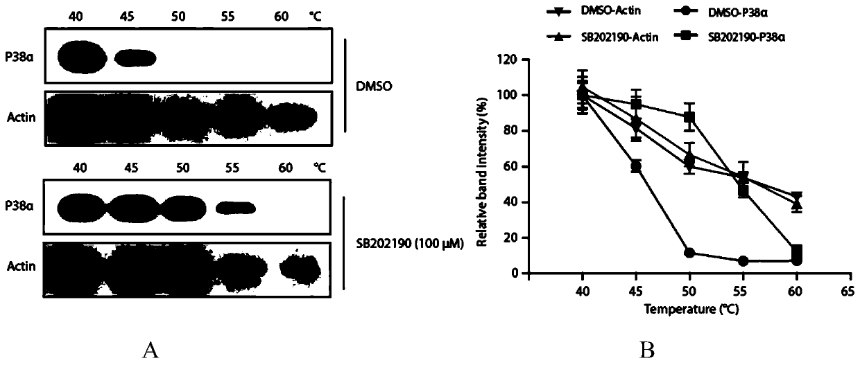 Method and application for screening drug targets through combination of protein thermal stability testing and bidirectional stable isotope labeling proteomics