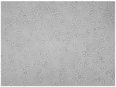 Aureobasidium pullulans and applications thereof